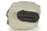 Detailed Austerops Trilobite - Morocco #331947-2